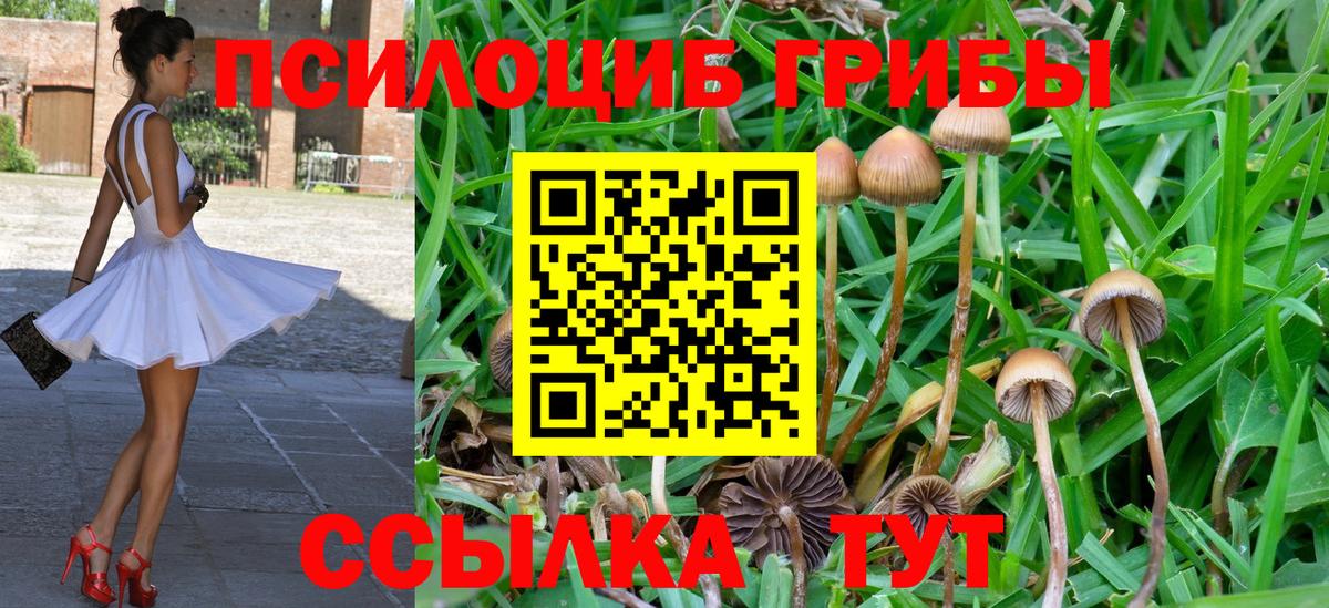 Псилоцибиновые грибы прущие грибы Гатчина