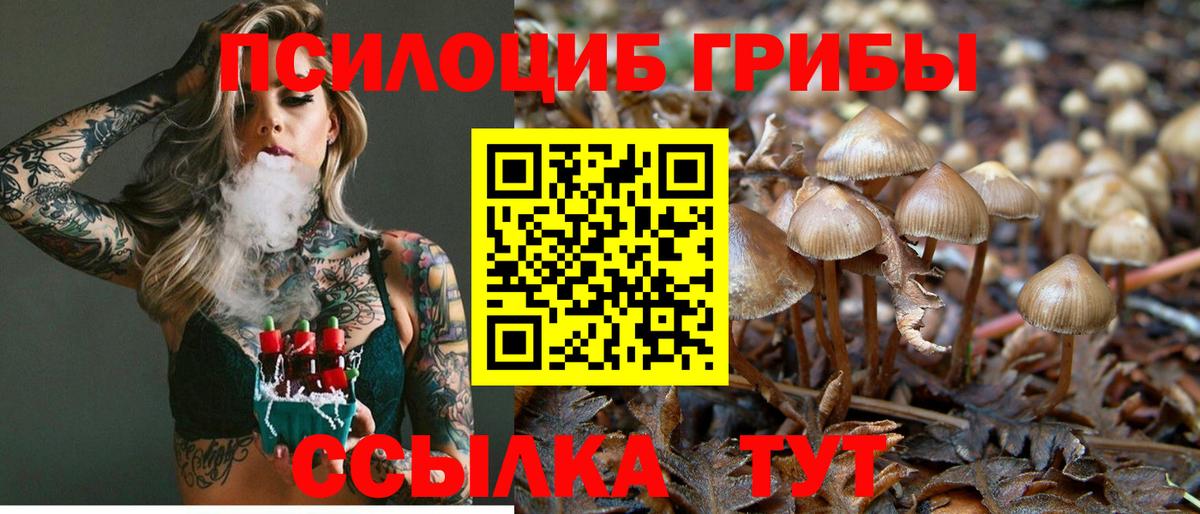 Псилоцибиновые грибы Psilocybine cubensis  Псилоцибиновые грибы Magic Shrooms  купить наркоту  Гатчина  Вход с VPN 